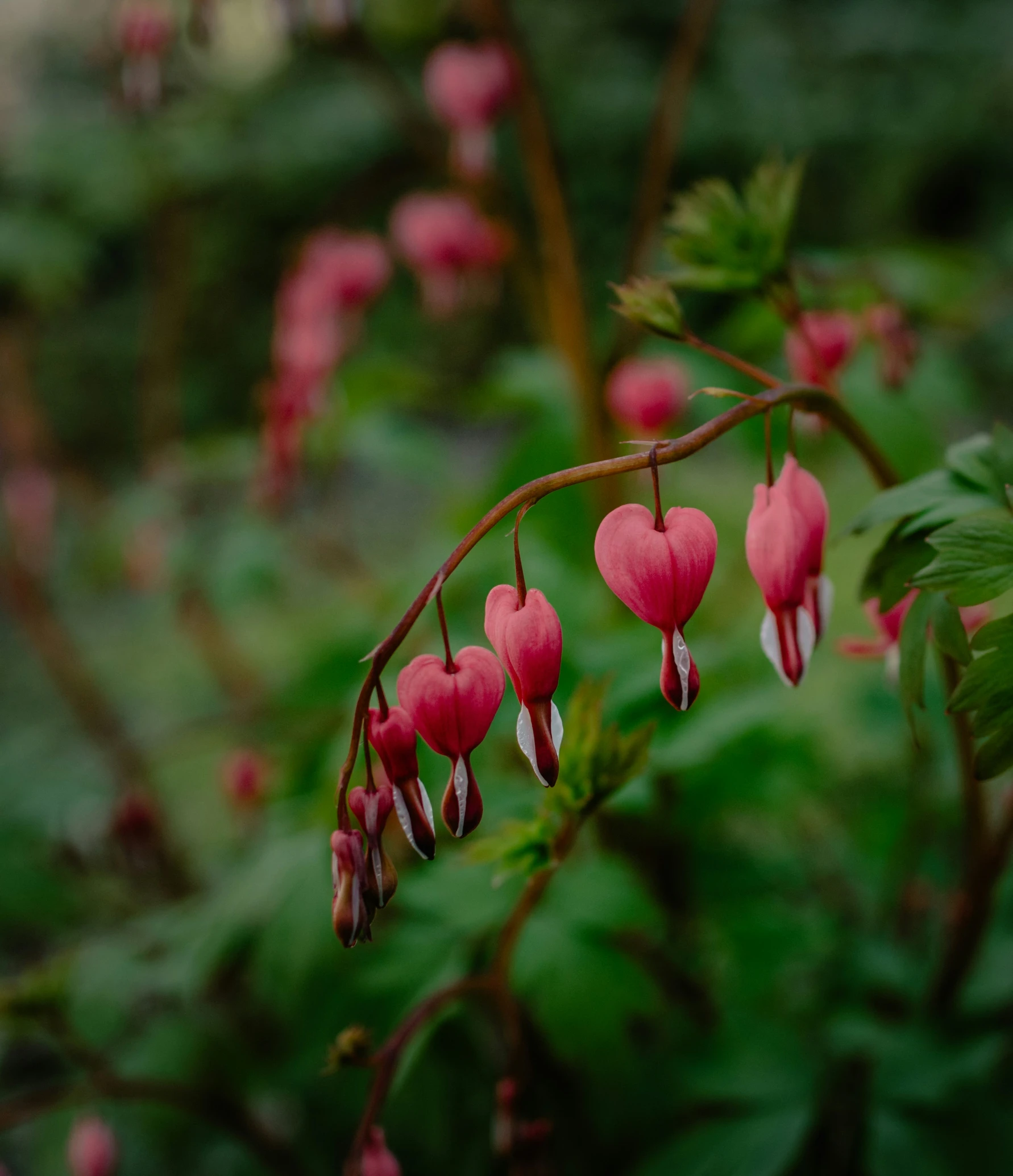 bleedingo plant with pink flowers hanging down