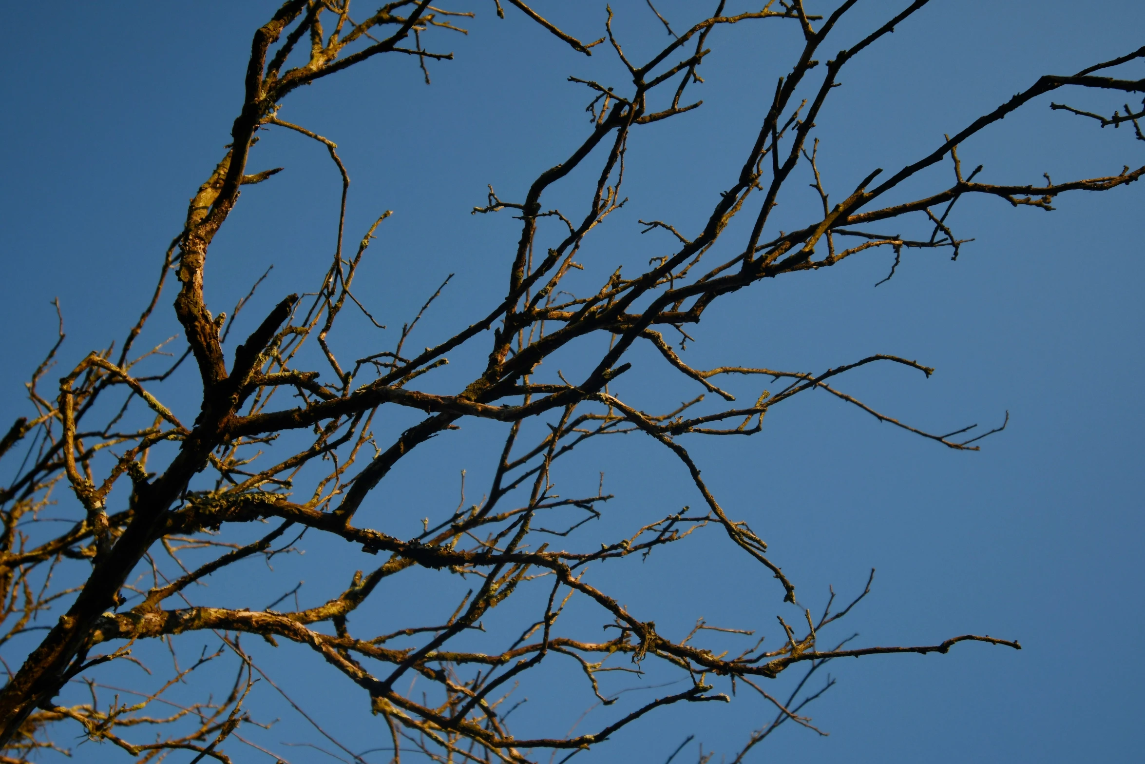 the bare nches of a tree against a blue sky