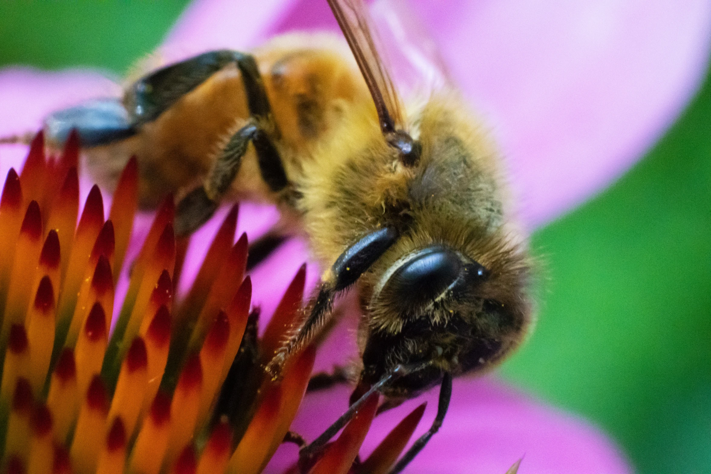 a bee is sitting on top of a flower