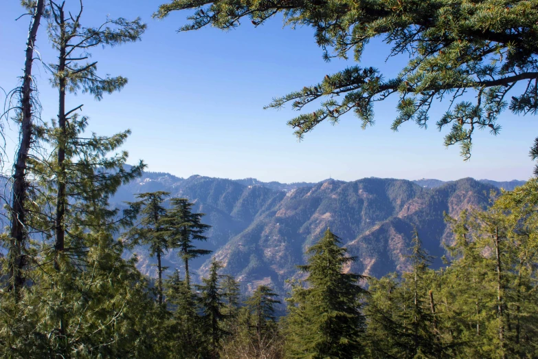 a view of mountains and forest from below