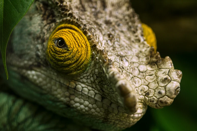 the head and eye of a yellow and white chamelon