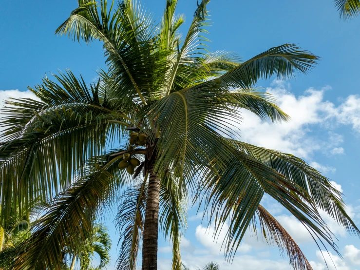 a large palm tree is standing in front of a blue sky