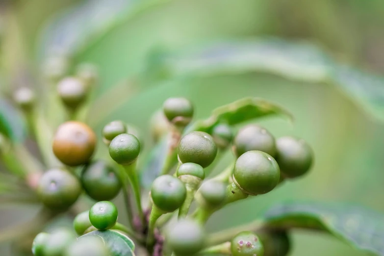 an odd looking plant that has tiny seeds and leaves on it