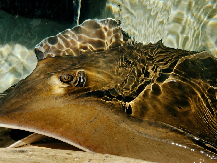 a brown stinghike is under water on the ground