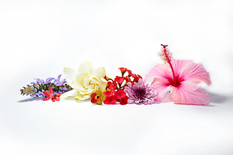 colorful flowers on white background arranged in a row