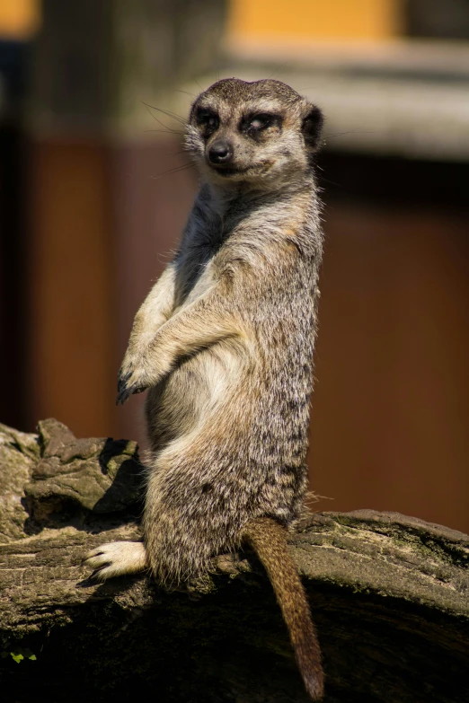 a small brown and black animal sitting on top of a tree nch