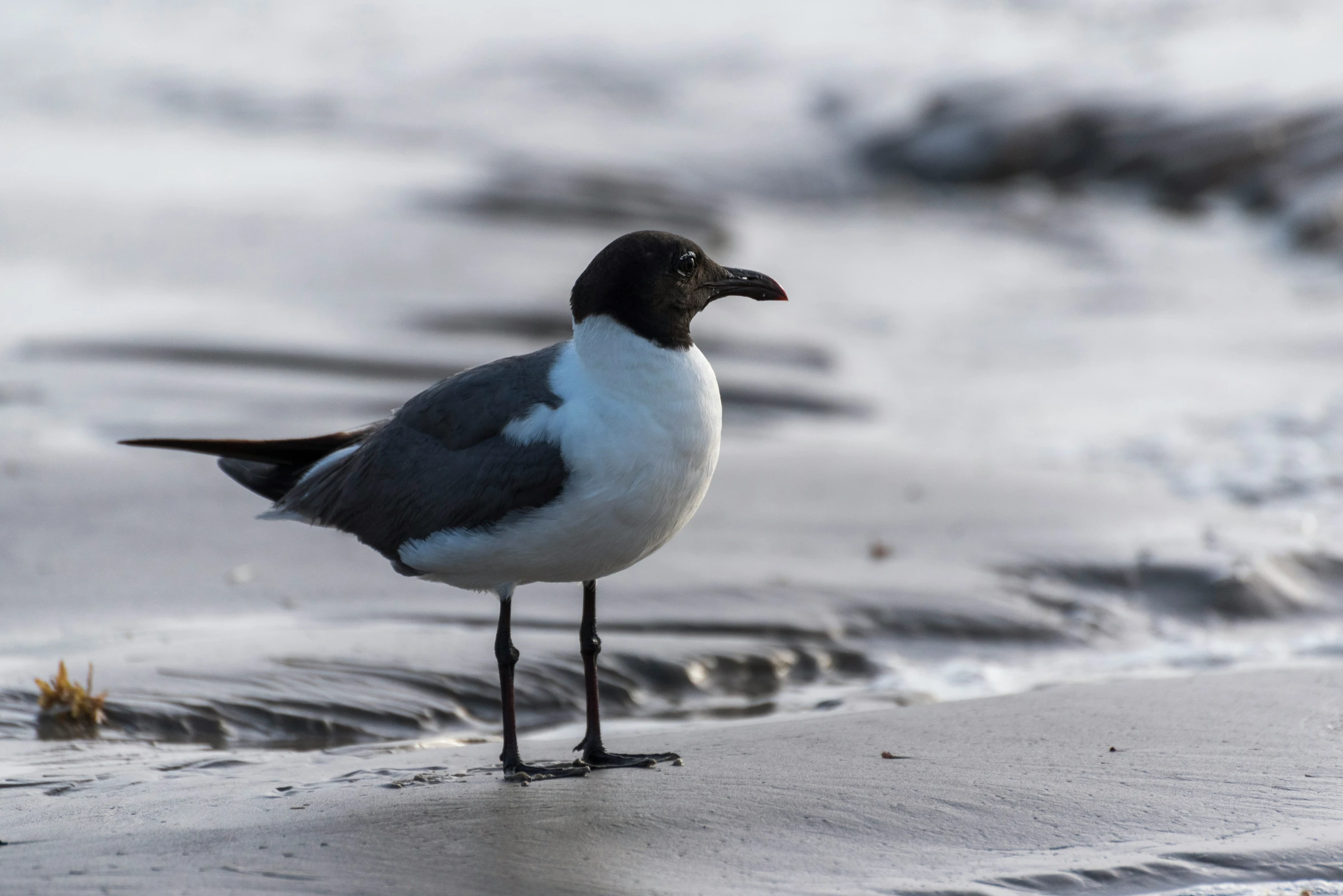 a small bird that is standing on a beach