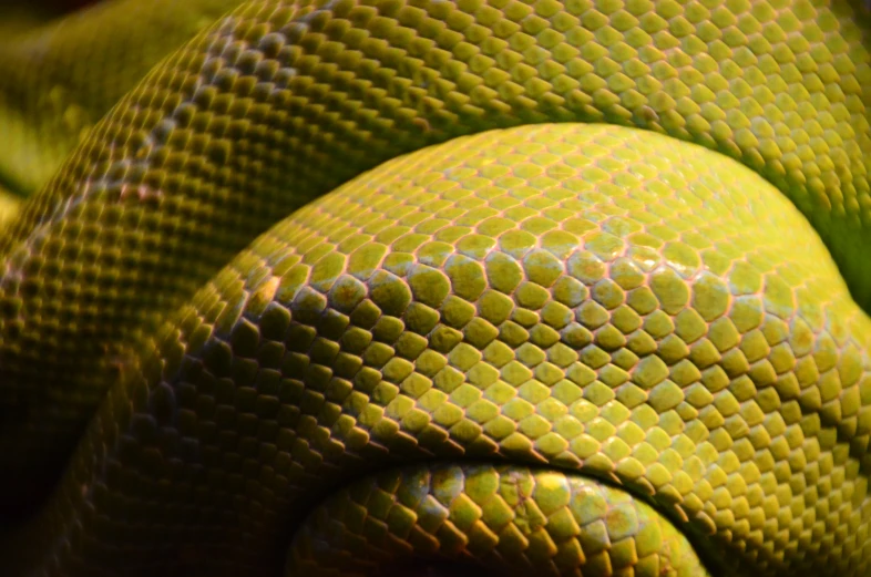 an image of a snake skin on a fruit