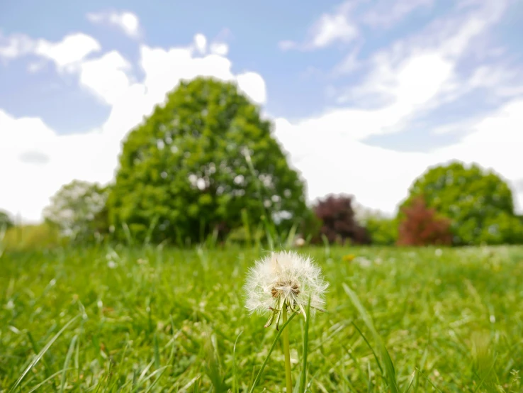 a single flower that is sitting in the grass