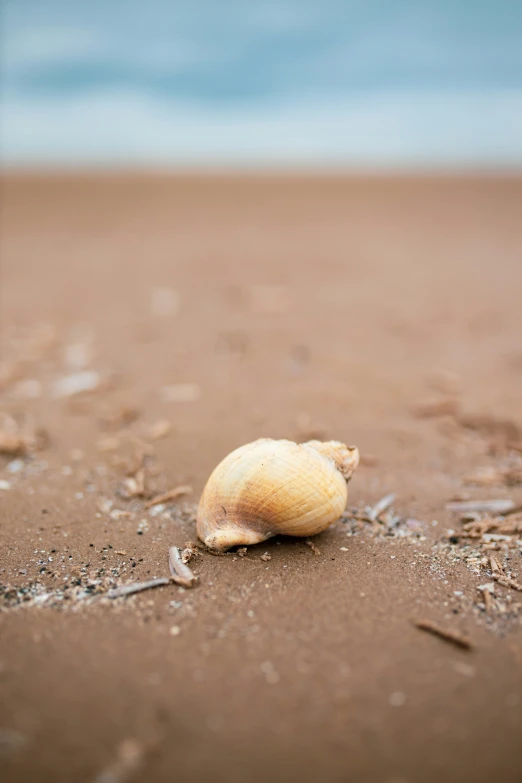 a shell on the sand of a beach