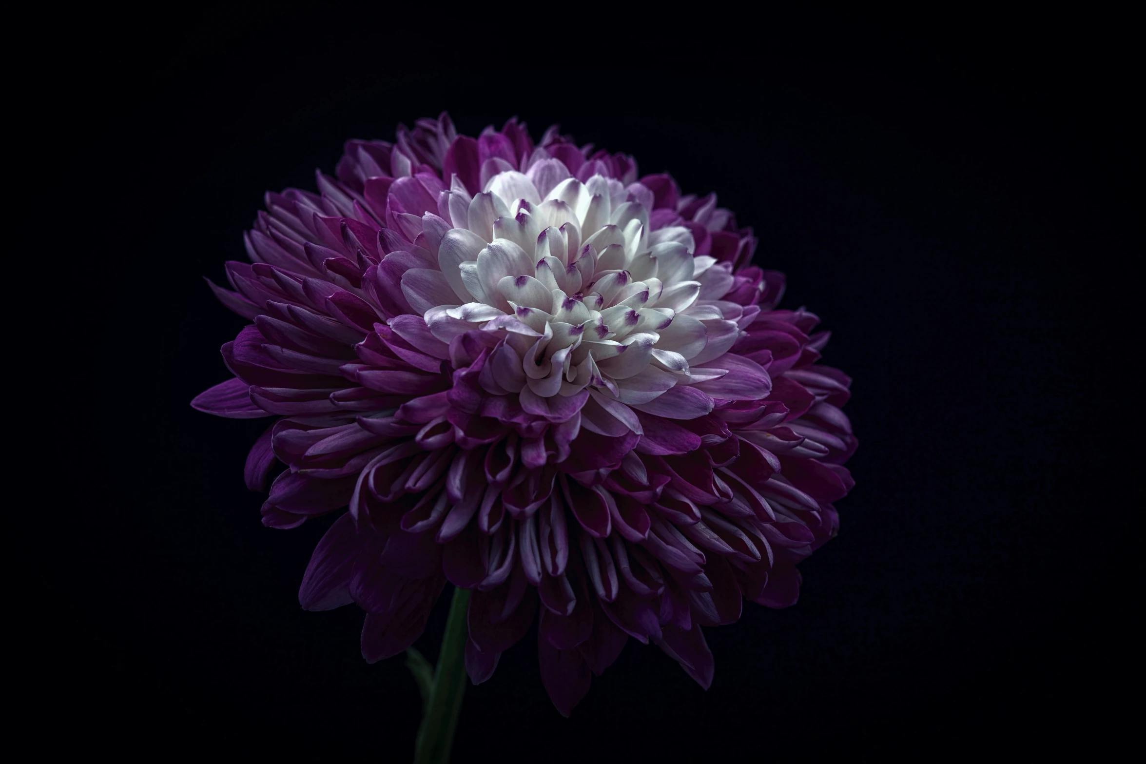 this is a close up po of a large purple flower