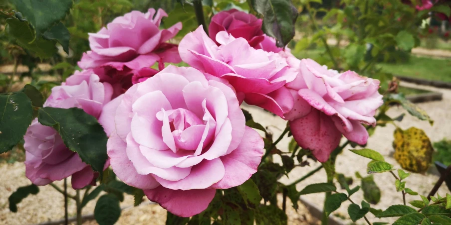 some pink flowers blooming in the garden