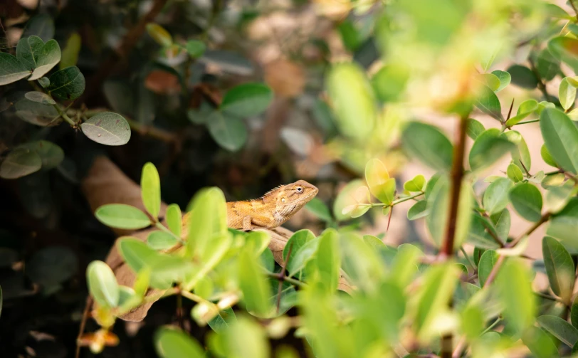 a close up of a lizard on the leafy nch of a plant