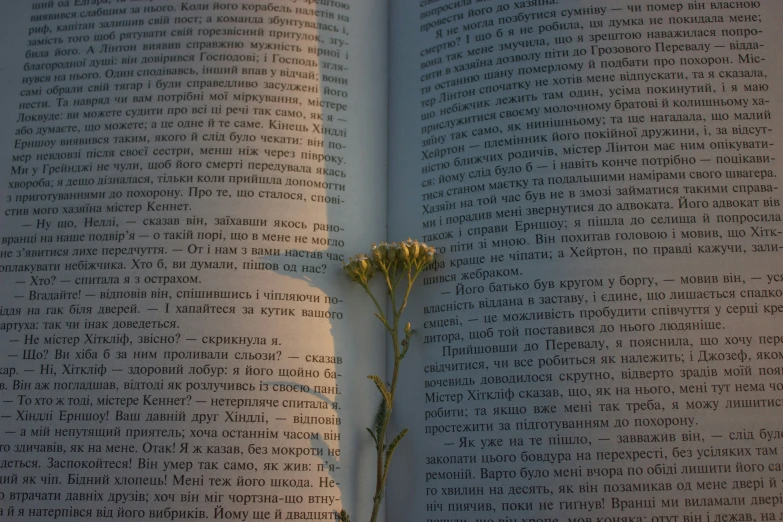 a single dried flower sitting on top of an open book