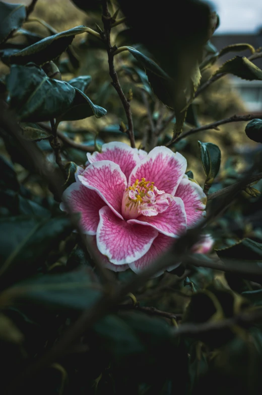 a flower blooming in front of a bush