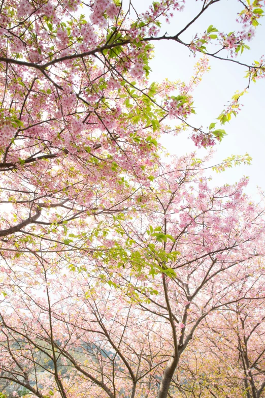 cherry blossom trees in the sun on a sunny day