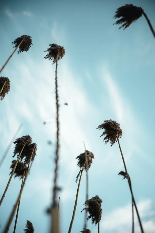 a bunch of tall plants are shown up in the air