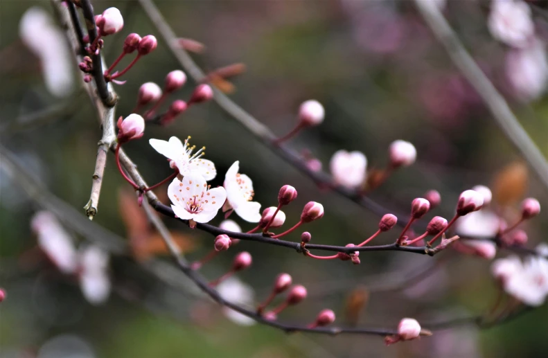 the tree nch with the white flowers in spring