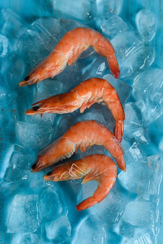 three shrimp laying on top of ice in the water