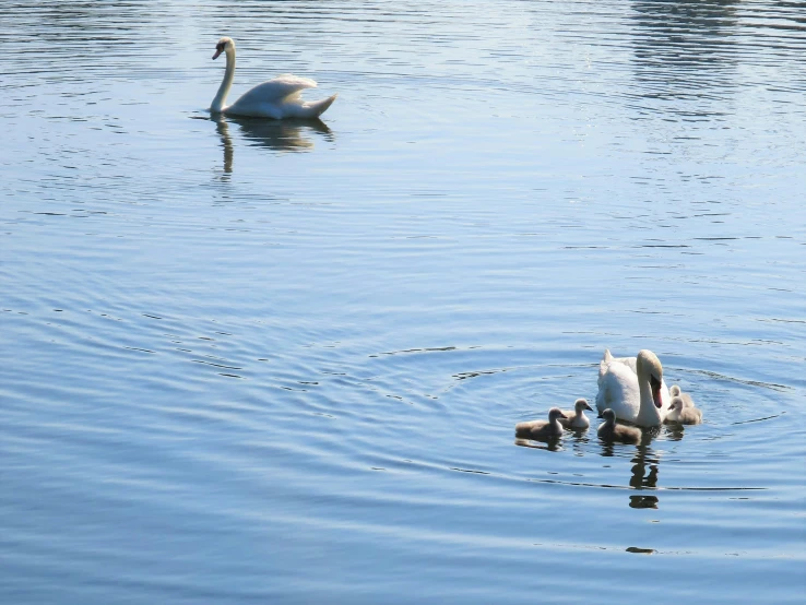 ducks and one duckling are swimming on the water