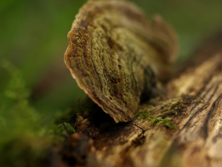 a group of small insects are on the bark of a tree