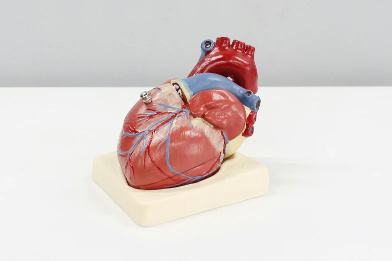 a miniature heart in the shape of a human torso