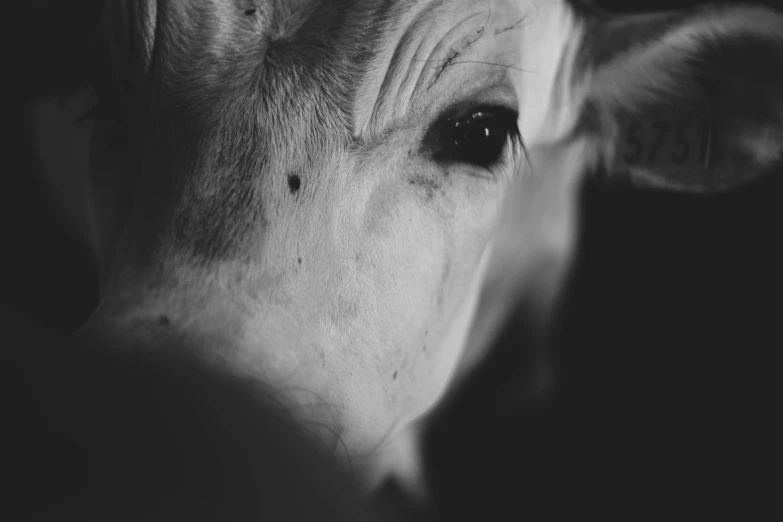 a close - up po of the eye of a cow