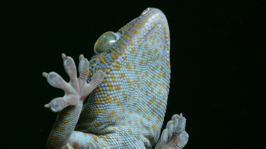 this gecko is standing up to look at soing