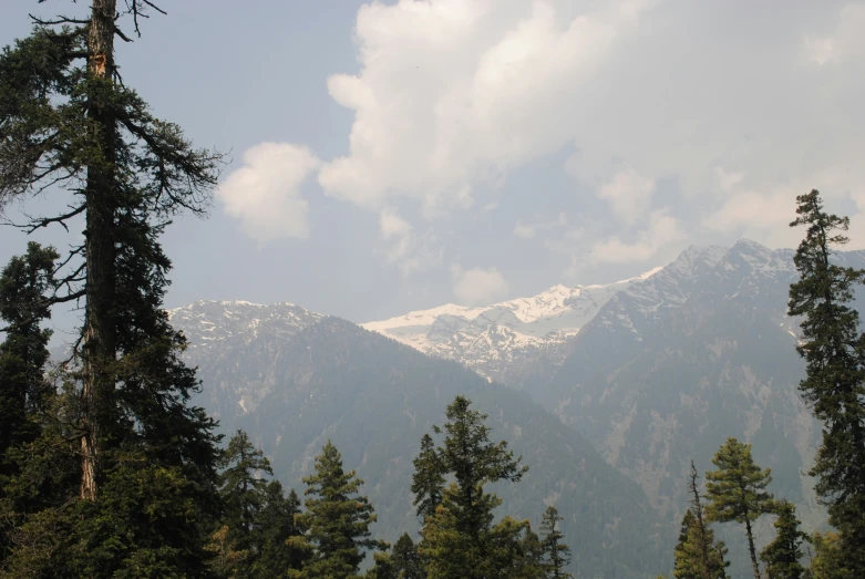 a mountain scene with the tops of some trees in foreground