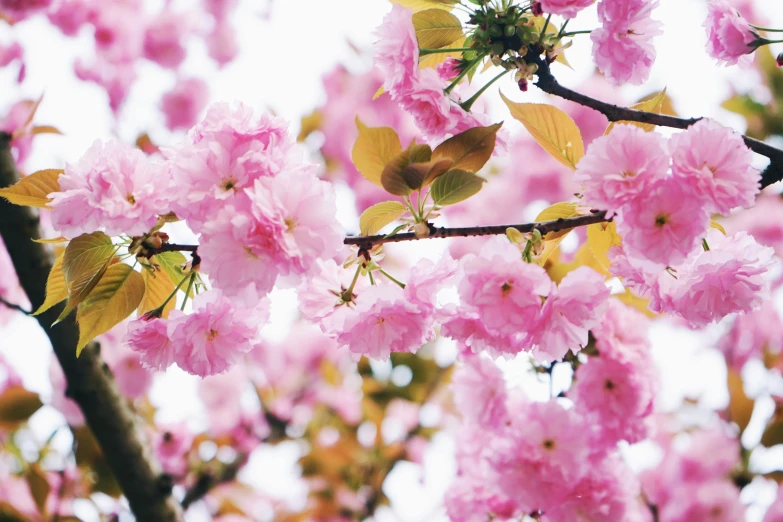 a pink flower blooming on the tree