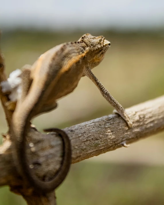 an image of lizard that is trying to climb on a piece of wood