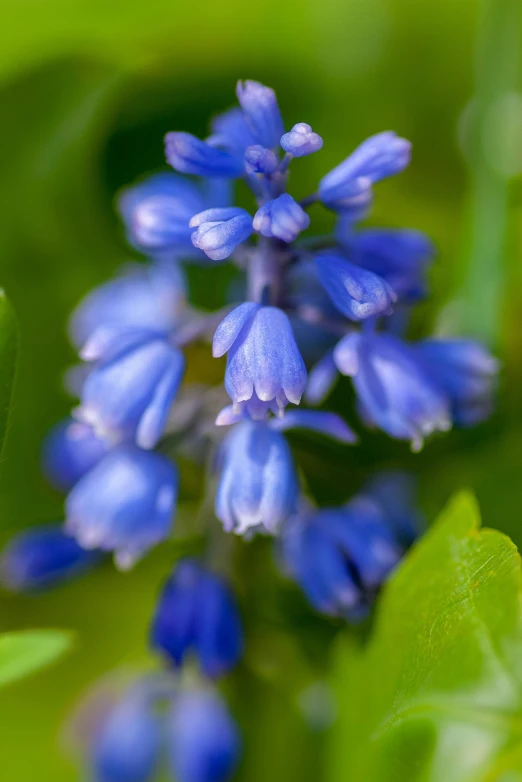 purple flower with blue petals in the foreground