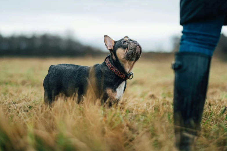 a small black dog standing on top of a field