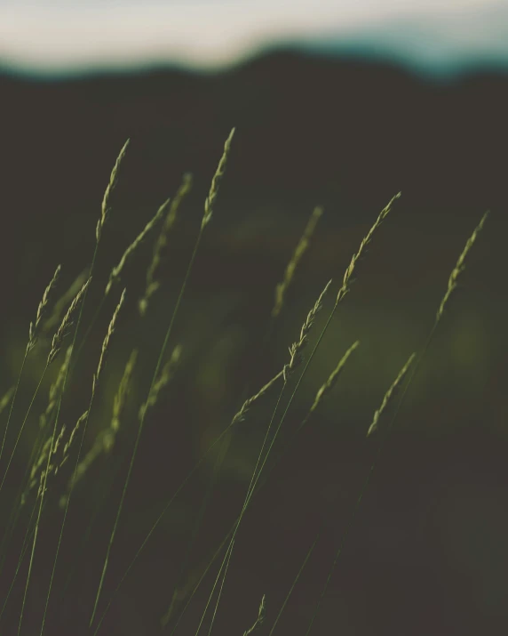 a po of a field with tall grass and some hills