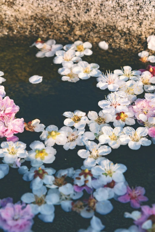 some pretty flowers floating on the water