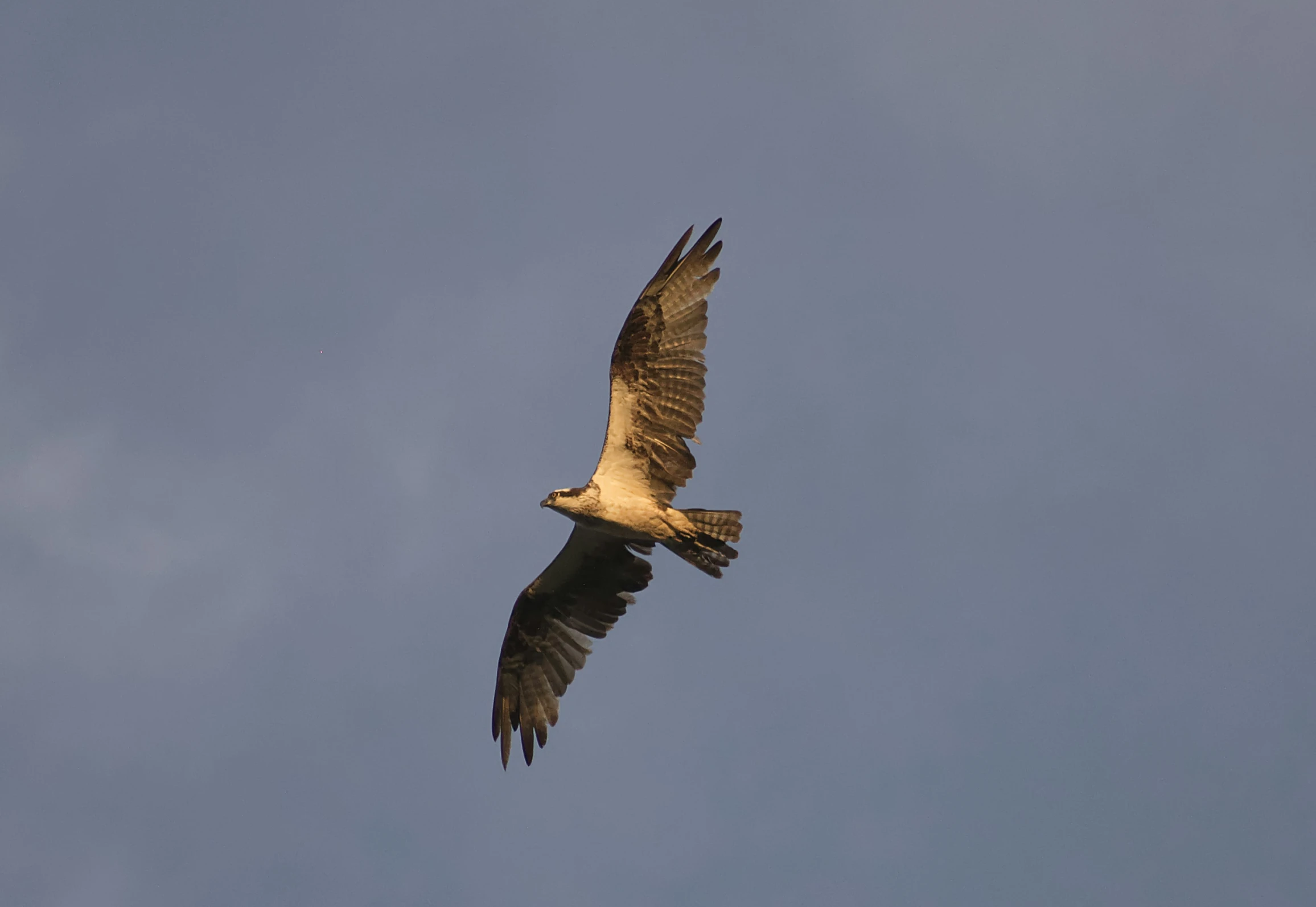 a large bird flying through a cloudy blue sky