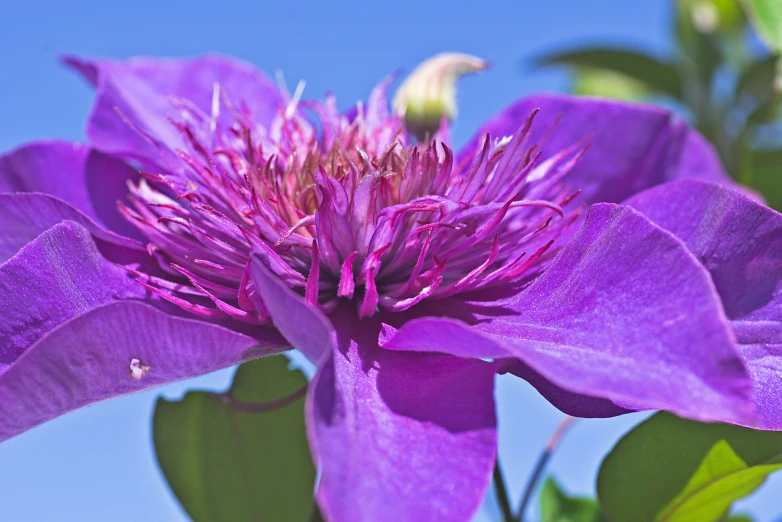 a purple flower blooming on a nch with green leaves