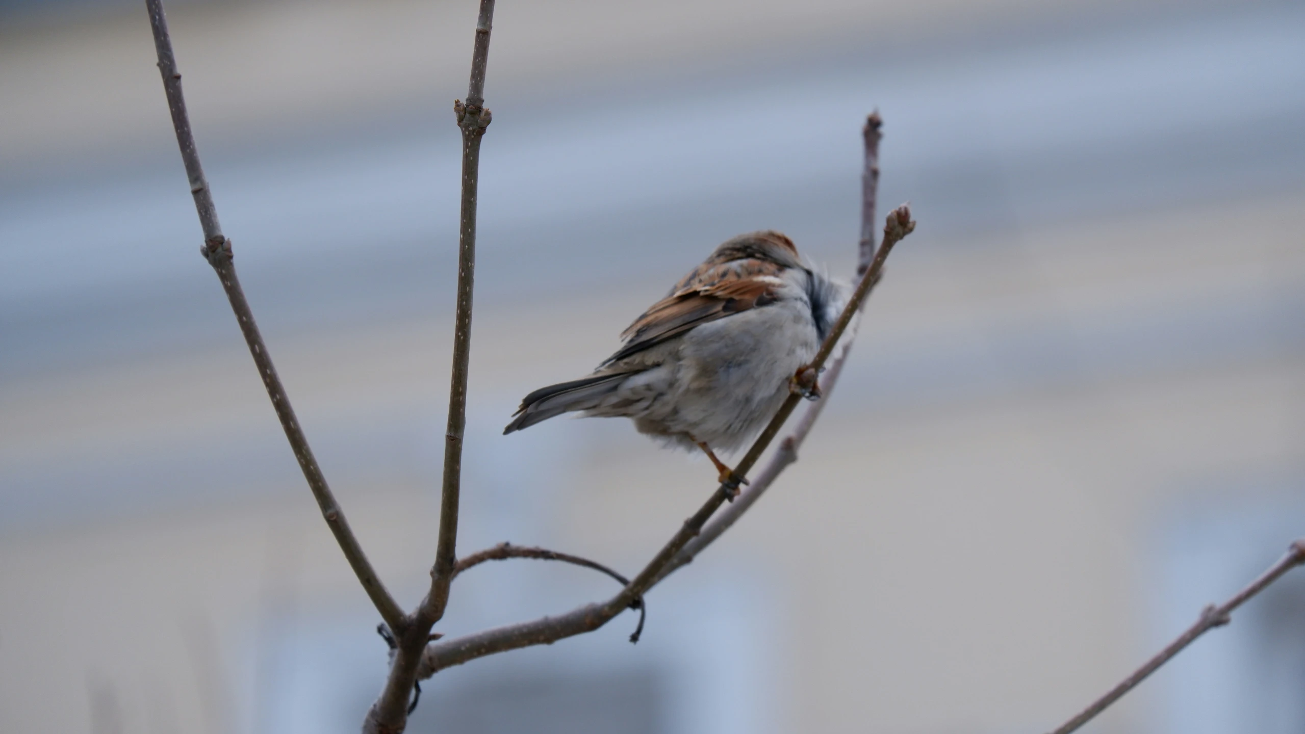 a bird perched on the nch of a tree