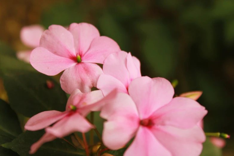 some pink flowers and green leaves together