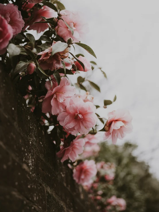 a pink flower is growing on a rock wall