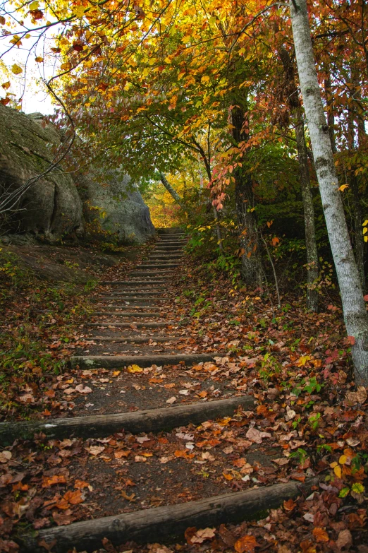 a set of stairs made of cement surrounded by leaves