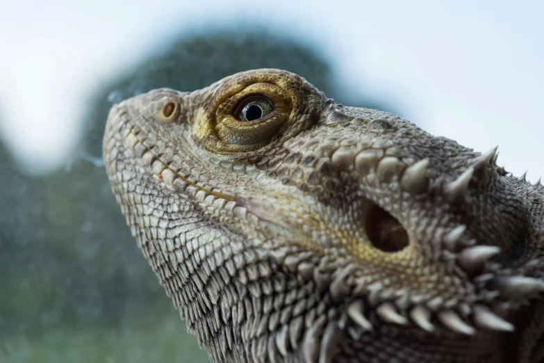 a close up s of an adult gray lizard's face