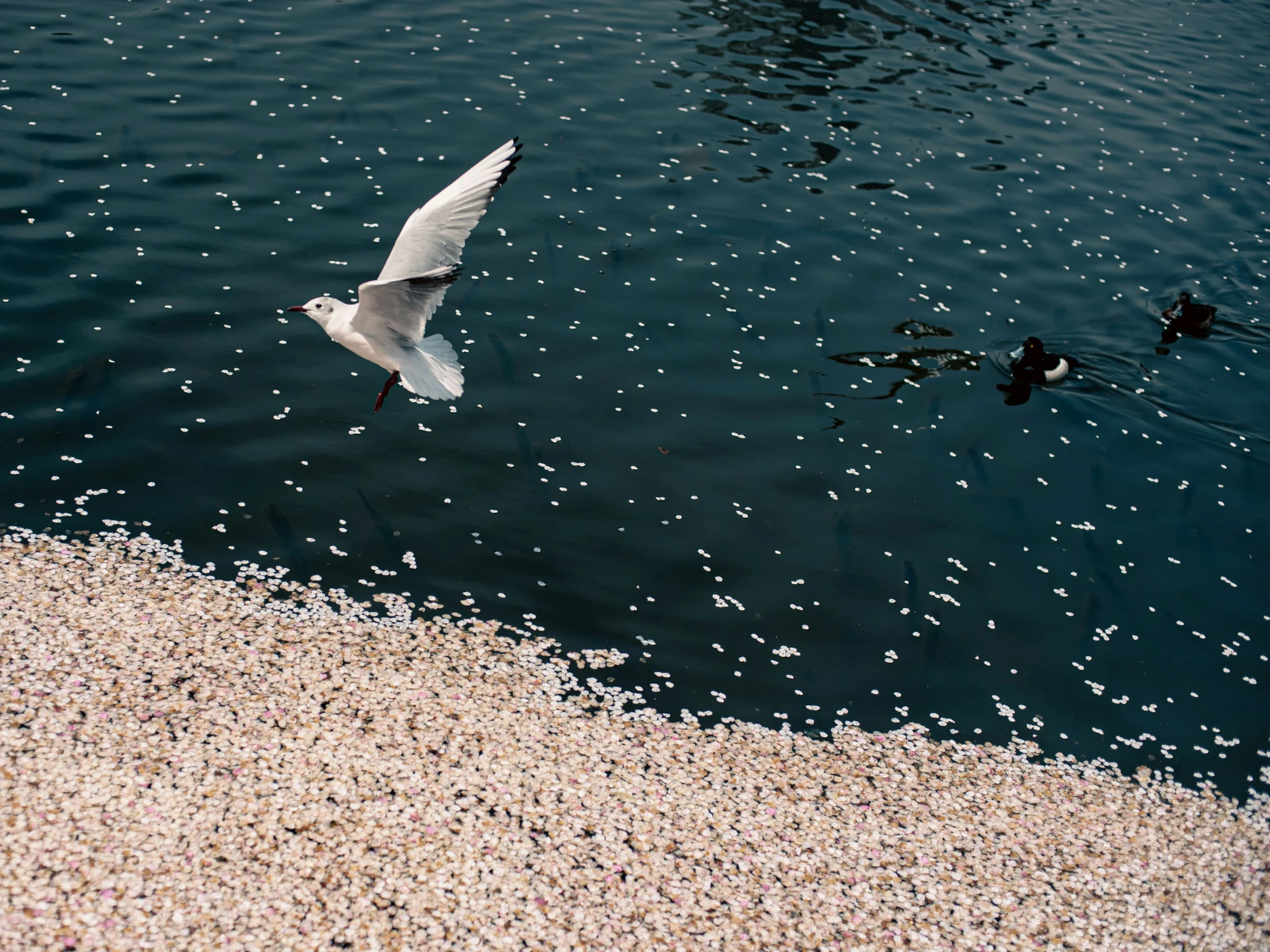 a couple of birds are flying over a body of water