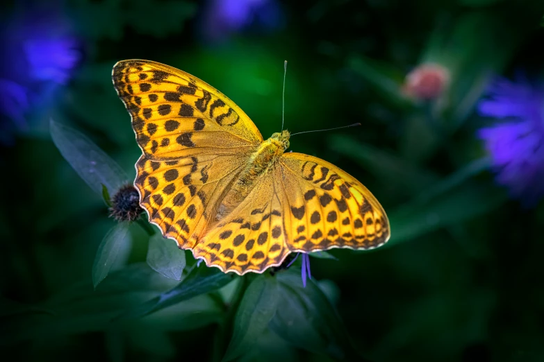 a yellow erfly with black spots on its wings