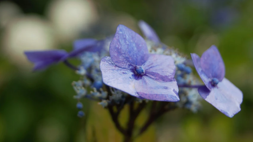 two purple flowers with small leaves and stems in background