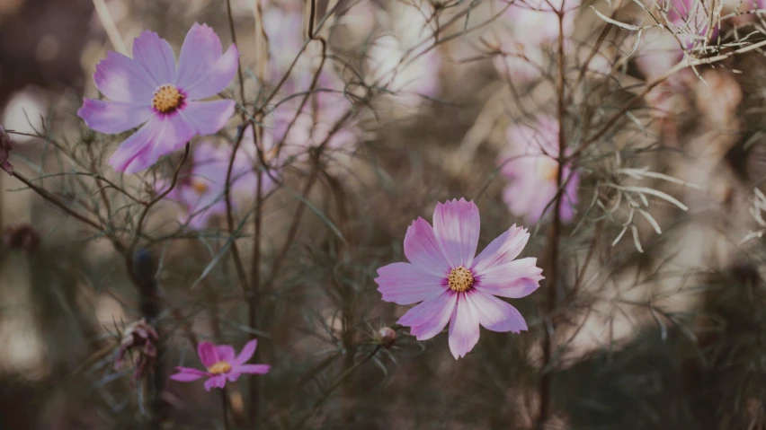 pink flowers grow on tall stems near grass