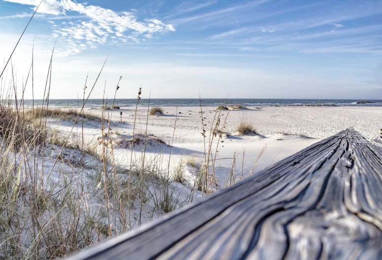 an ocean beach has sea oats and sand