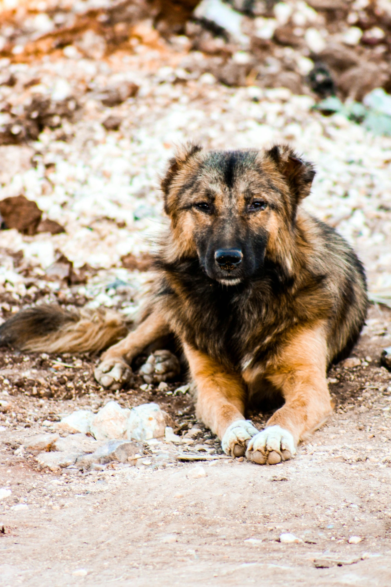 a large brown and black dog laying on the ground