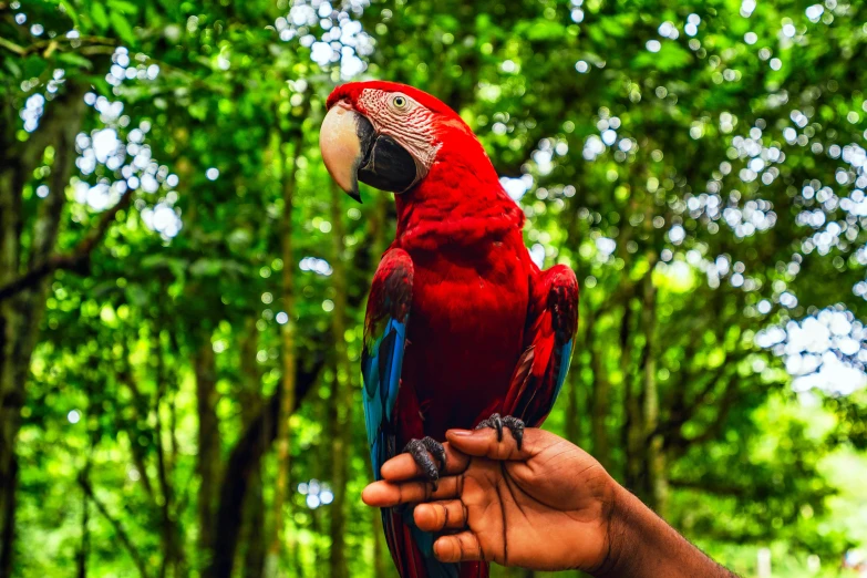 the hand is holding a bright red and blue bird
