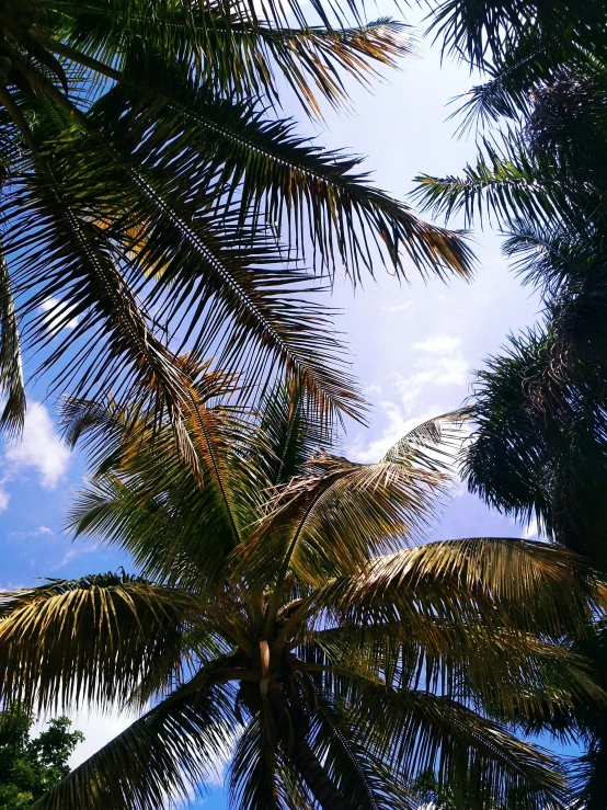 some large leaves on a tree in the day